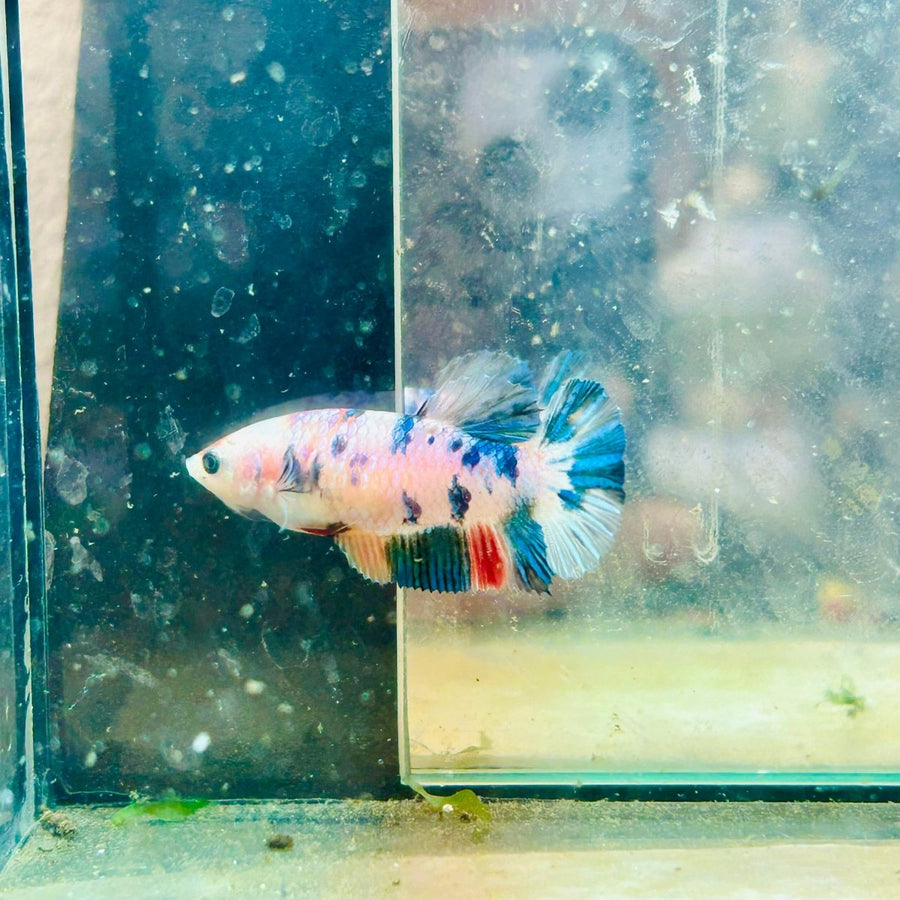Plakat Candy Koi Metallic Female Betta 129 Female betta
