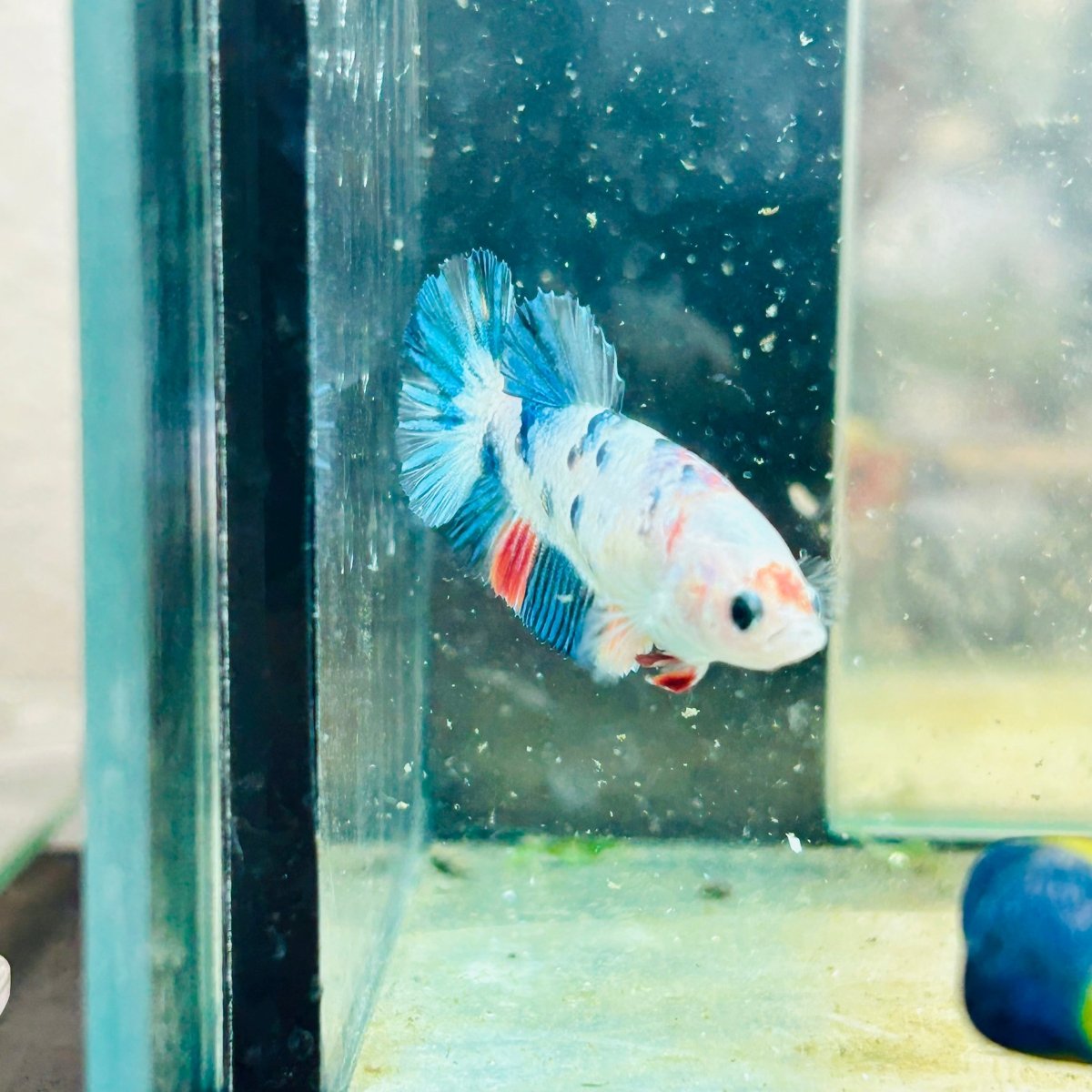 Plakat Candy Koi Metallic Female Betta 129 Female betta