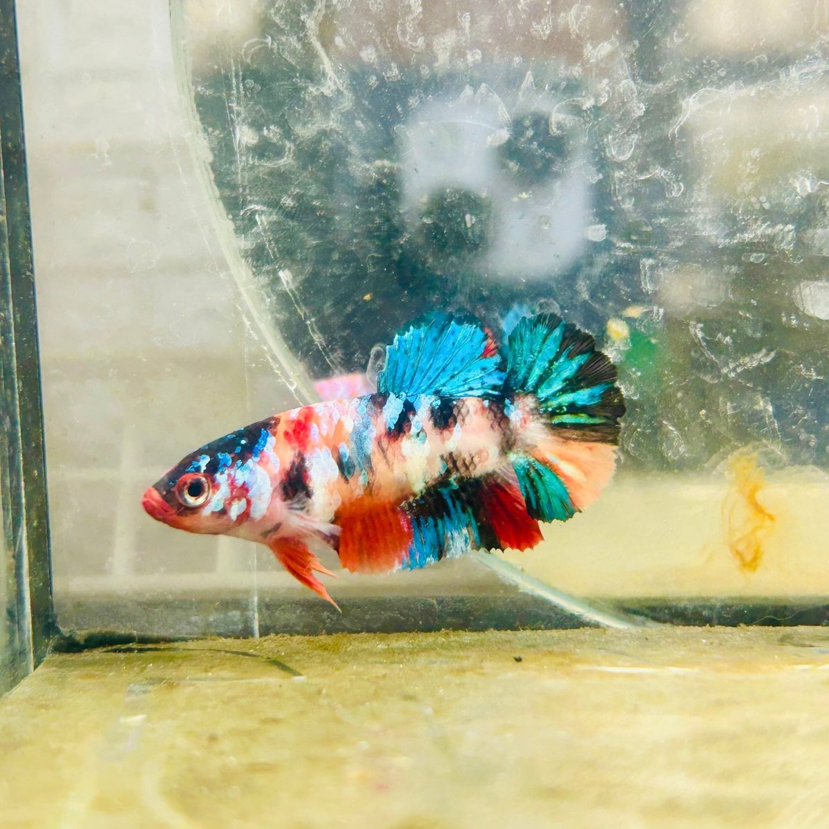 Plakat Candy Koi Multicolor Female Betta 100