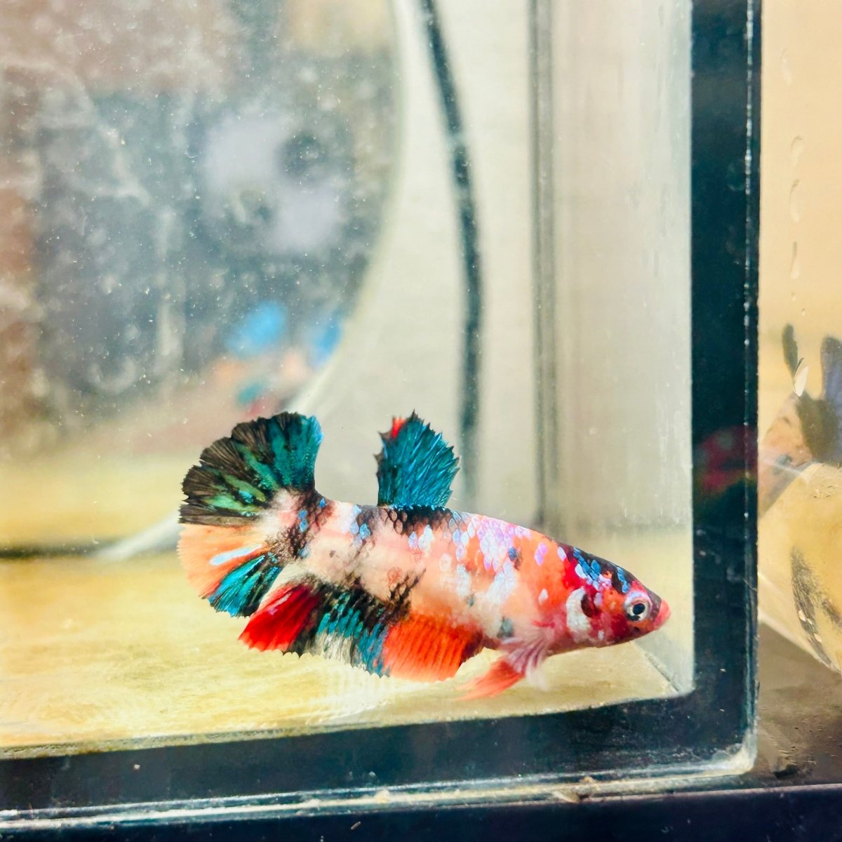 Plakat Candy Koi Multicolor Female Betta 100