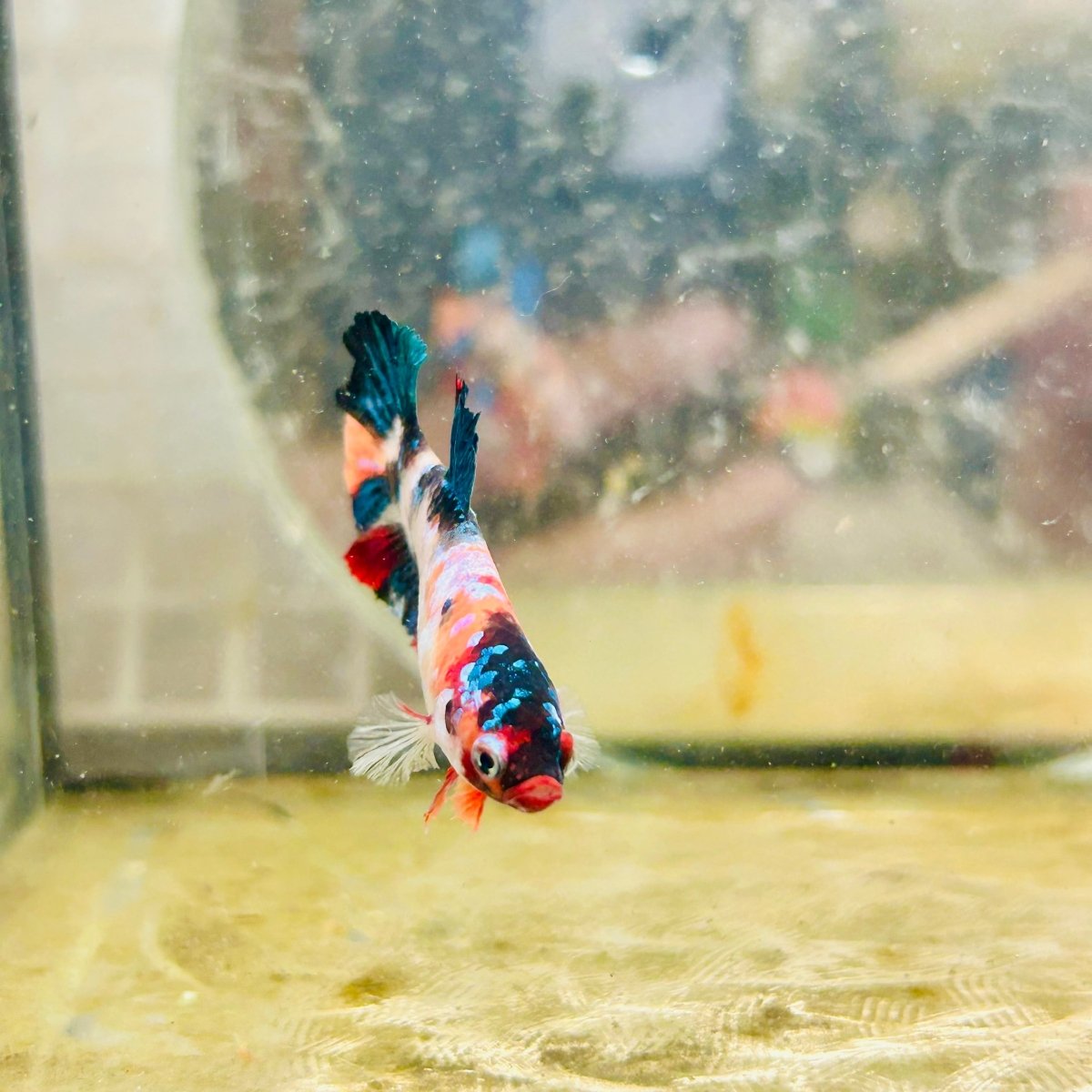 Plakat Candy Koi Multicolor Female Betta 100