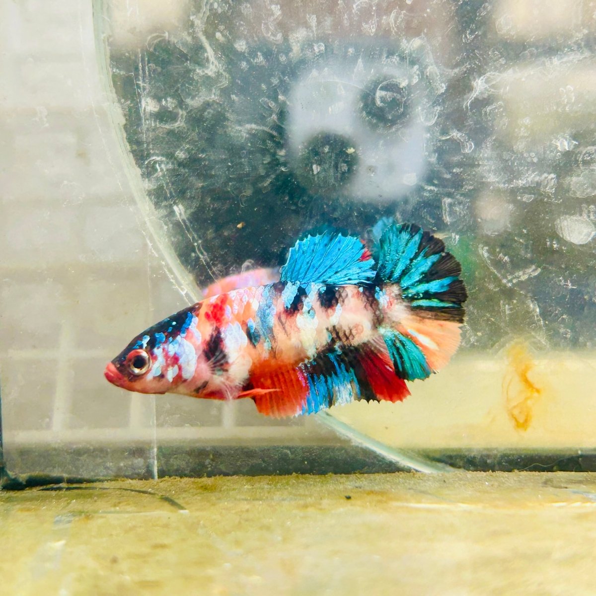 Plakat Candy Koi Multicolor Female Betta 100