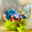 Plakat Candy Koi Multicolor Female Betta 132 Female betta