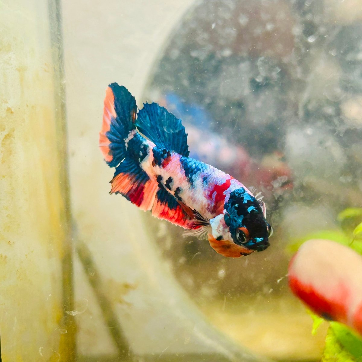 Plakat Candy Koi Multicolor Female Betta 132 Female betta
