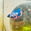 Plakat Candy Koi Multicolor Female Betta 132 Female betta