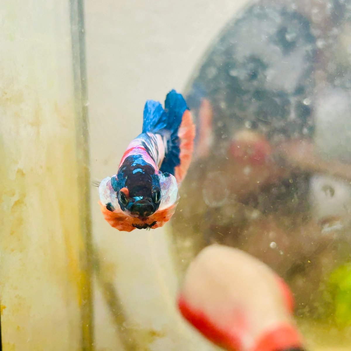 Plakat Candy Koi Multicolor Female Betta 132 Female betta