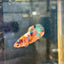 Plakat Candy Koi Orange Female Betta A222 Female betta