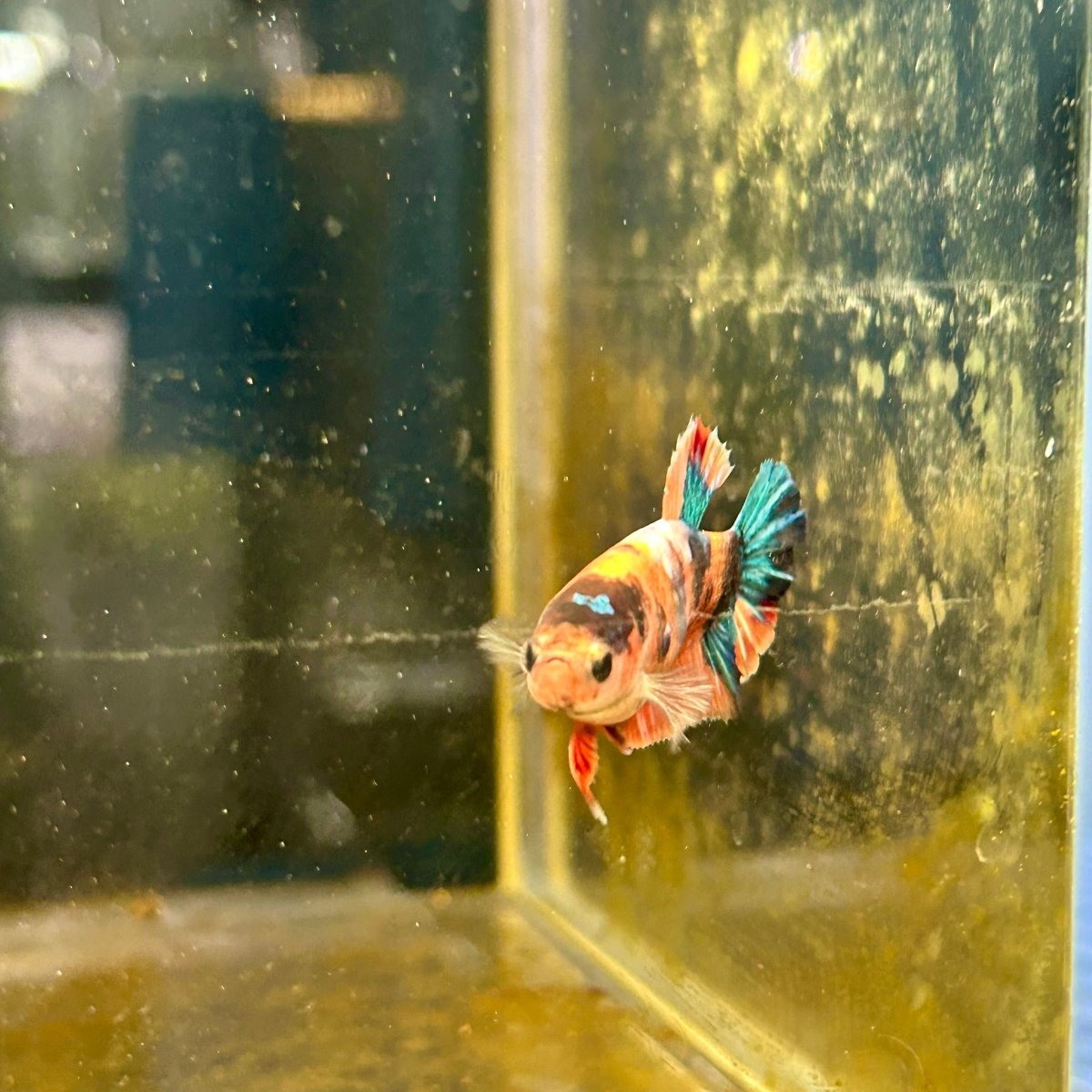 Plakat Candy Koi Orange Female Betta A222 Female betta
