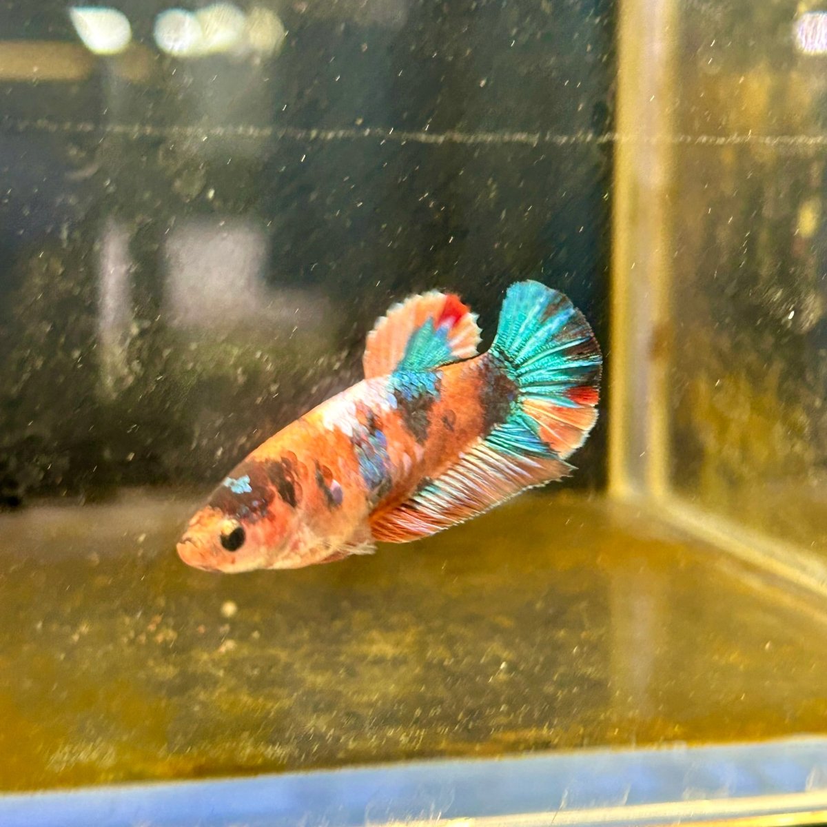 Plakat Candy Koi Orange Female Betta A222 Female betta