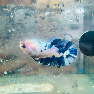 Plakat Candy Koi White Female Betta S29 Female betta