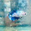 Plakat Candy Koi White Female Betta S29 Female betta