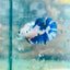 Plakat Candy Koi White Female Betta S29 Female betta