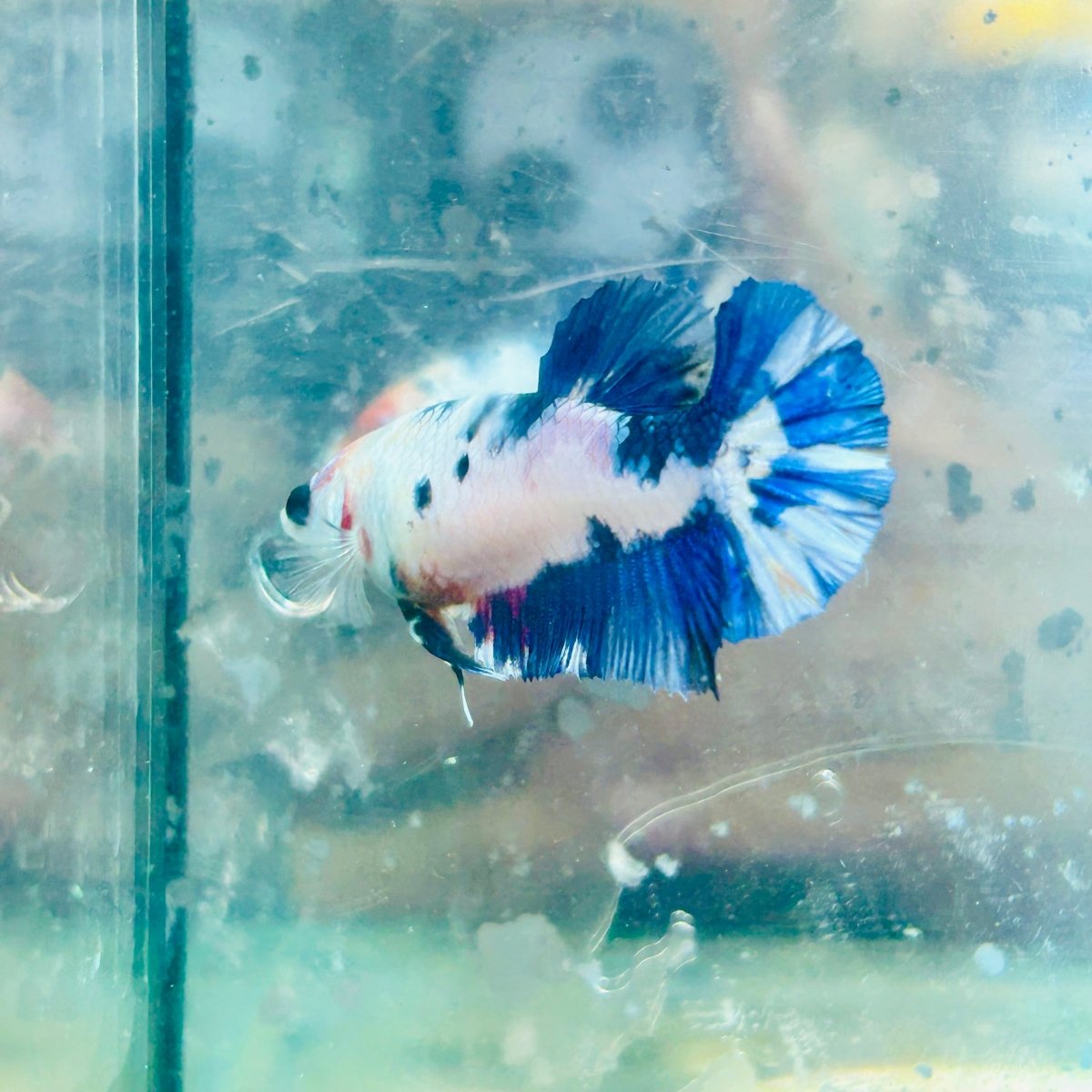Plakat Candy Koi White Female Betta S29 Female betta