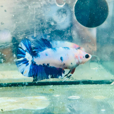 Plakat Candy Koi White Female Betta S29 Female betta