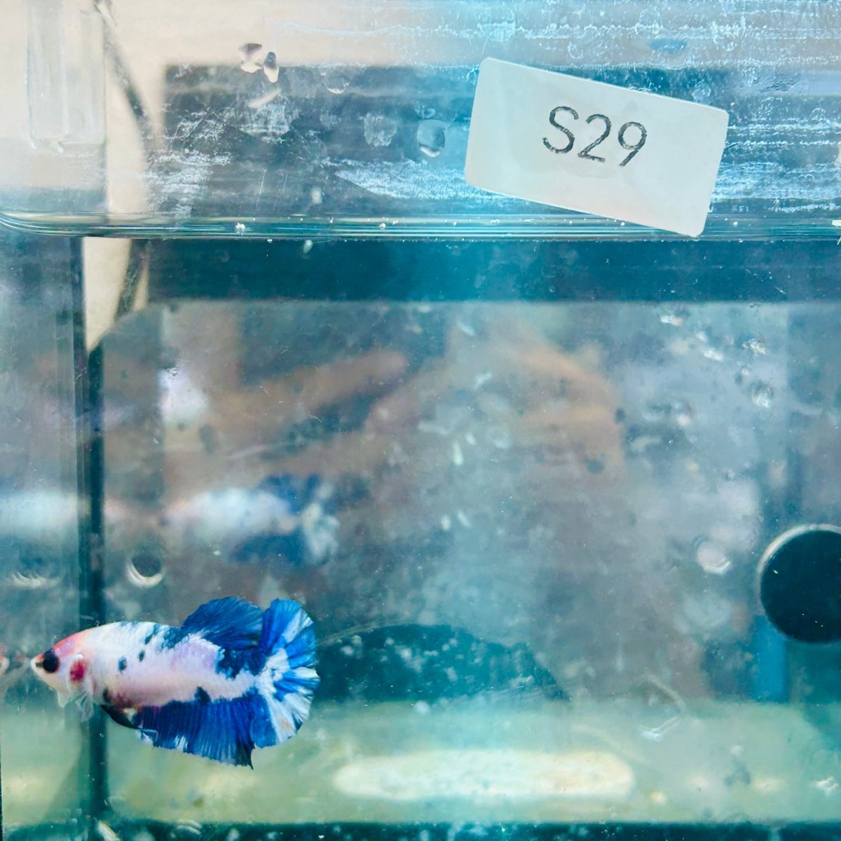 Plakat Candy Koi White Female Betta S29 Female betta