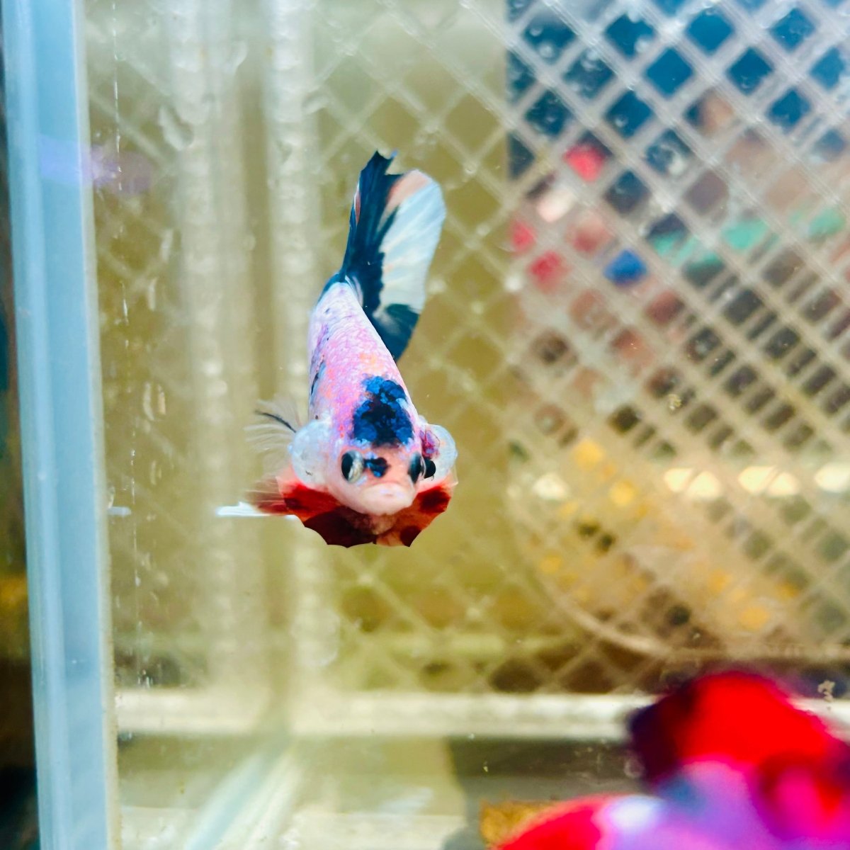 Plakat Candy Metallic Betta #120