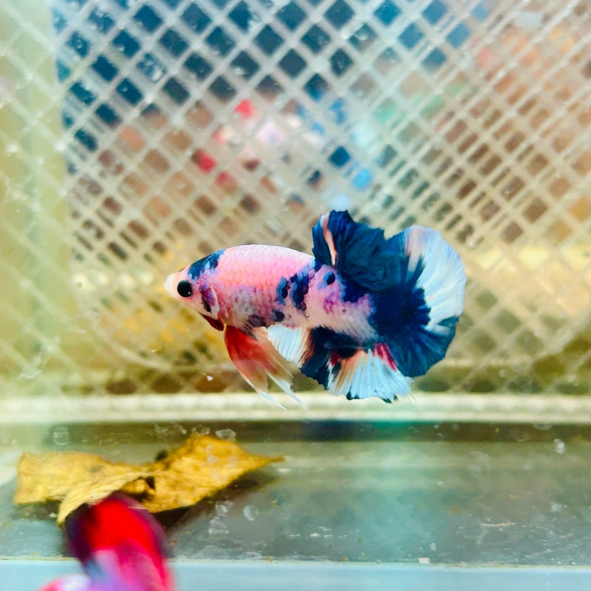 Plakat Candy Metallic Betta #120