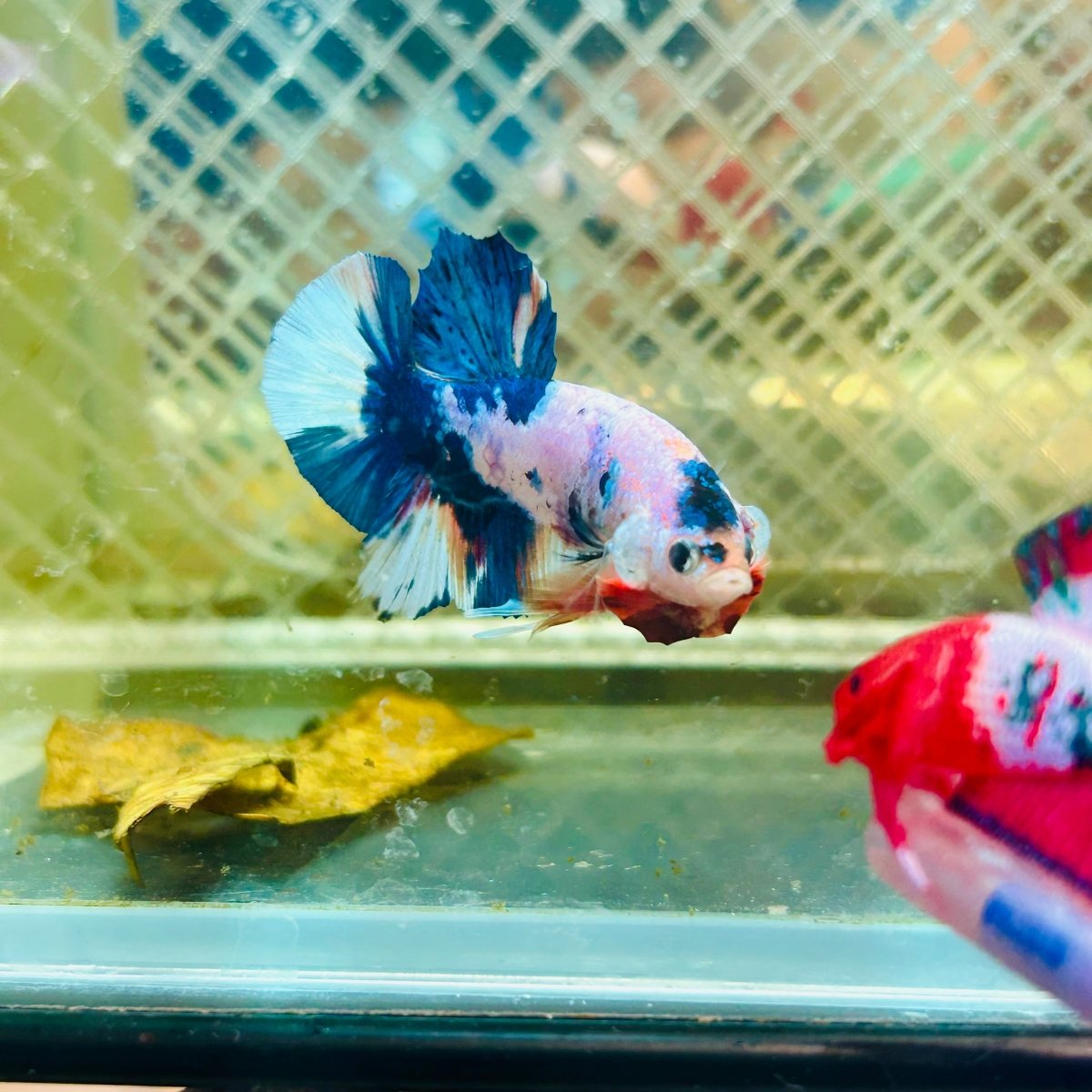 Plakat Candy Metallic Betta #120