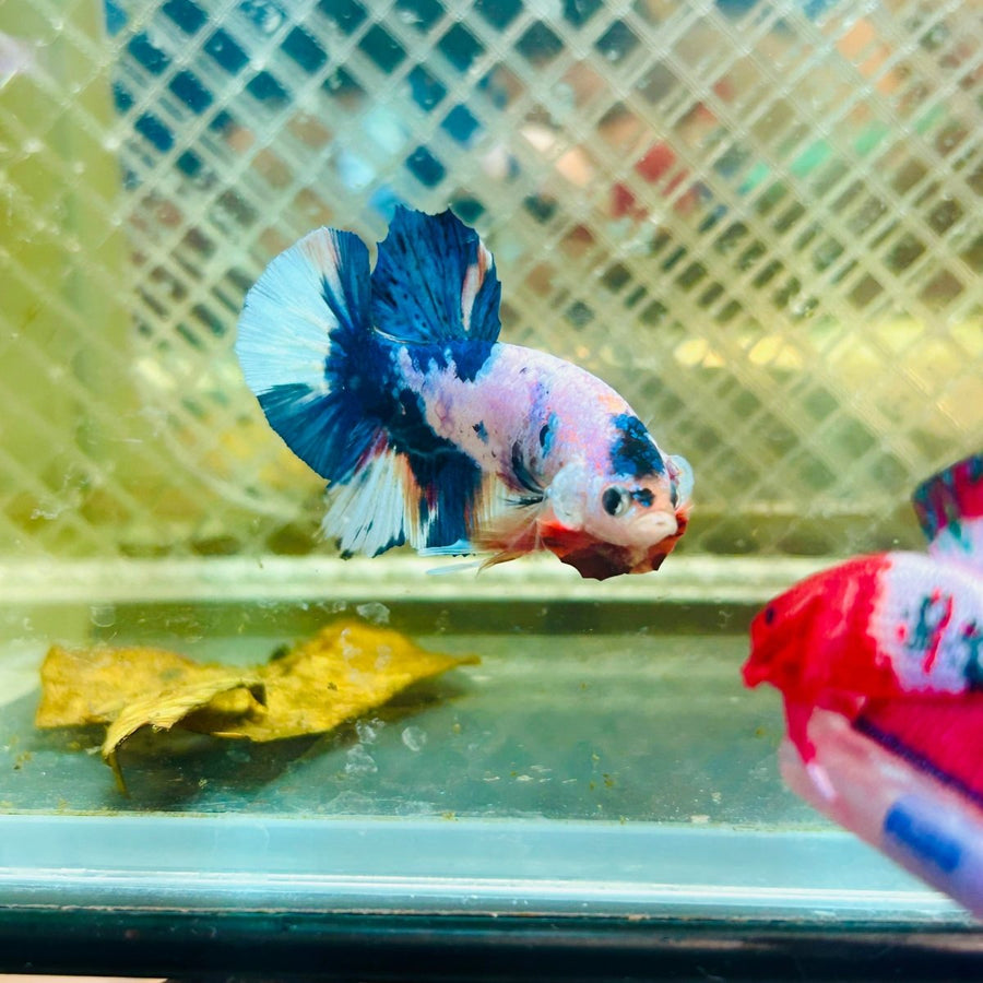 Plakat Candy Metallic Betta 120 Male betta