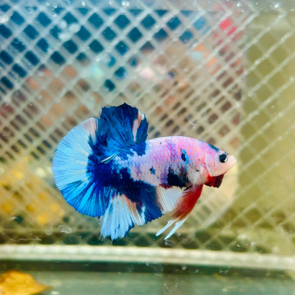 Plakat Candy Metallic Betta #120