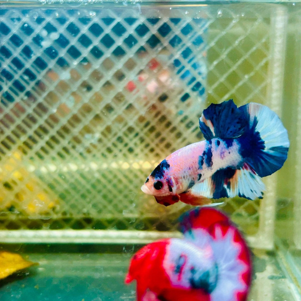 Plakat Candy Metallic Betta #120
