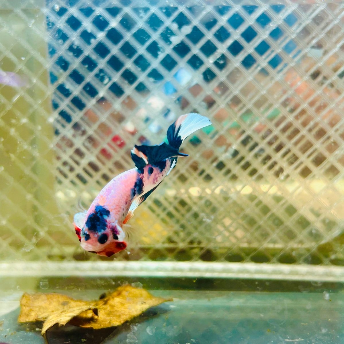 Plakat Candy Metallic Betta #120