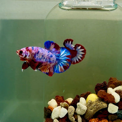 Plakat Candy Multicolor Male Betta J14