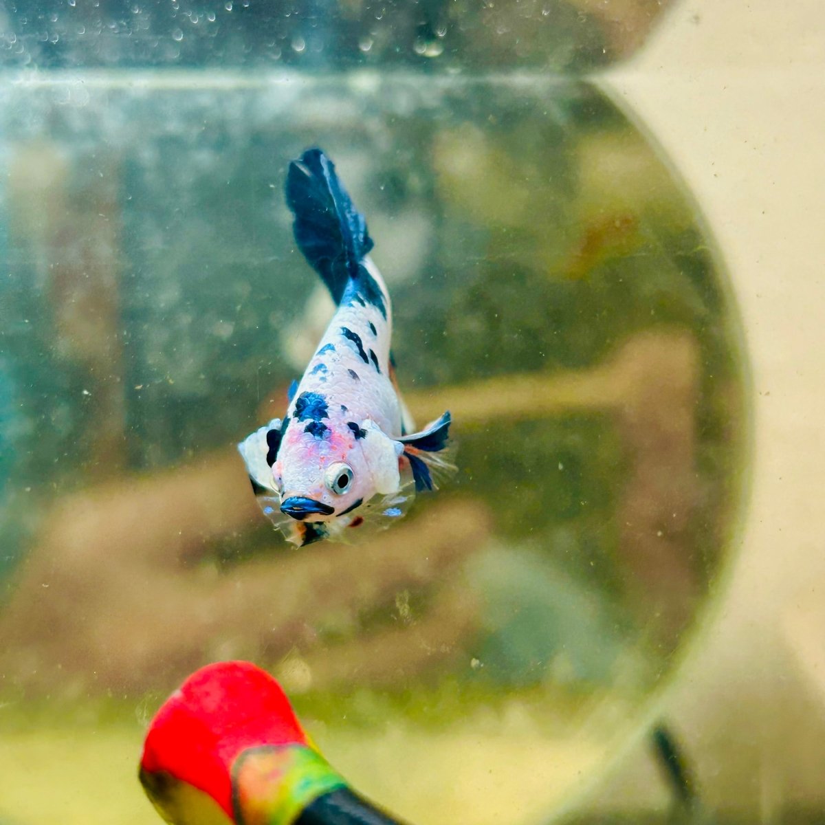 Plakat Candy White Koi Male Betta 099