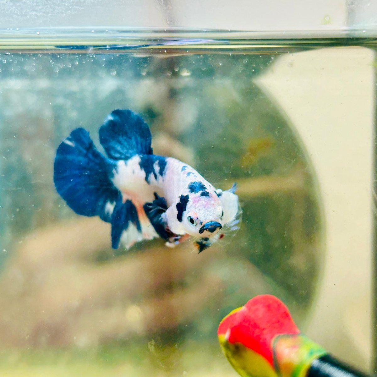 Plakat Candy White Koi Male Betta 099