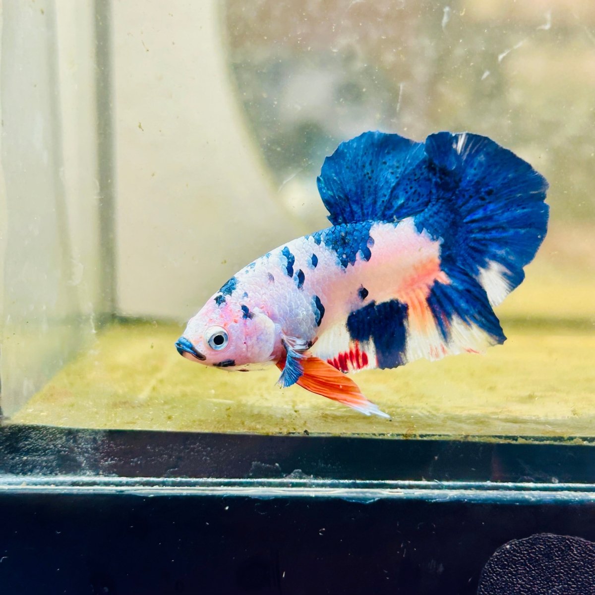 Plakat Candy White Koi Male Betta 099