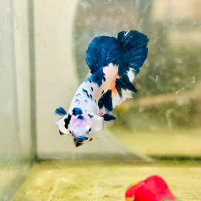 Plakat Candy White Koi Male Betta 099