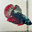 Plakat Copper Avarta Male Betta - 140