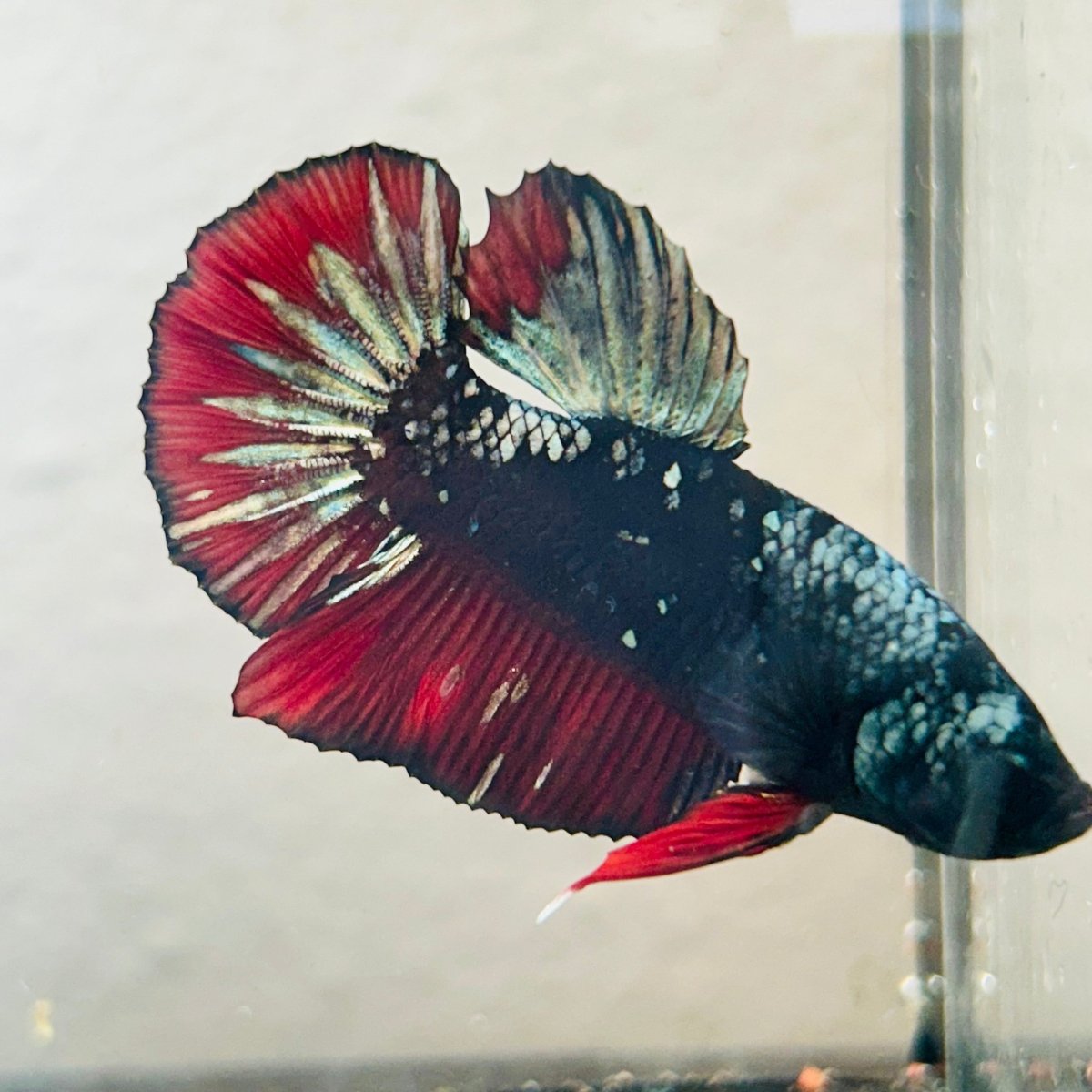 Plakat Copper Avarta Male Betta - 140