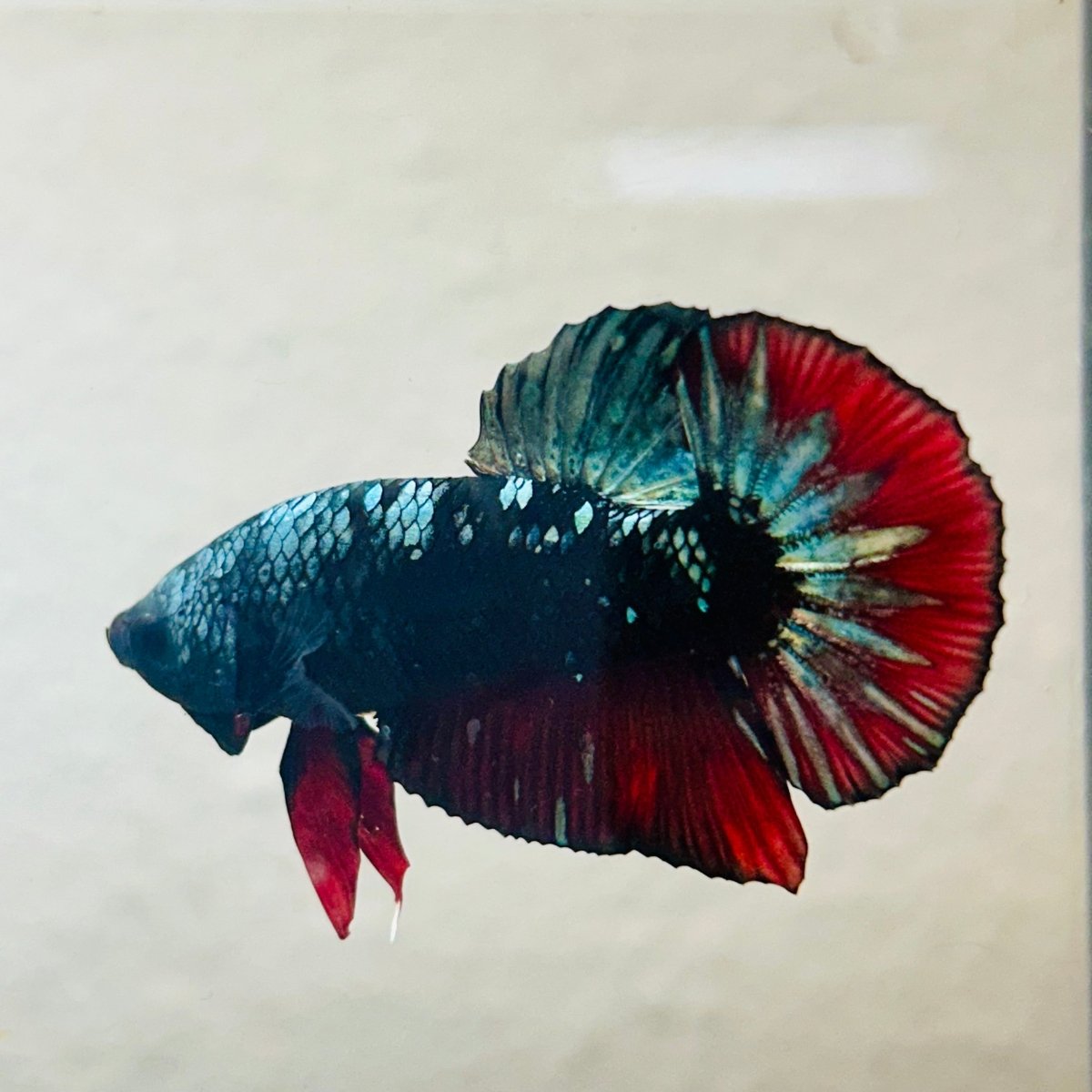Plakat Copper Avarta Male Betta - 140
