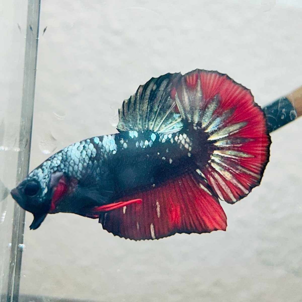 Plakat Copper Avarta Male Betta - 140