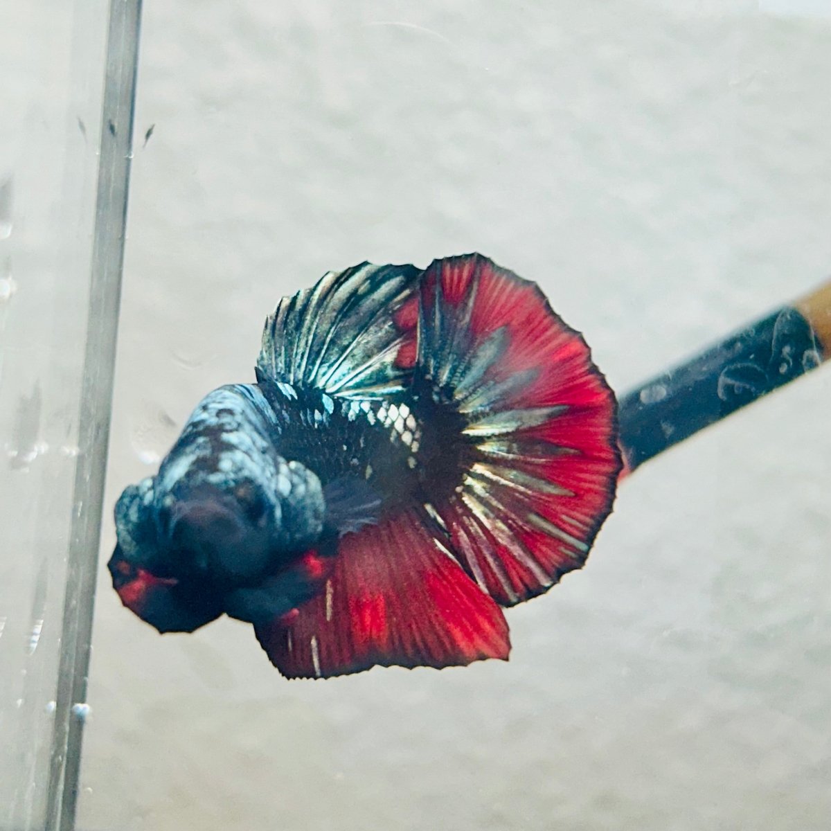 Plakat Copper Avarta Male Betta - 140