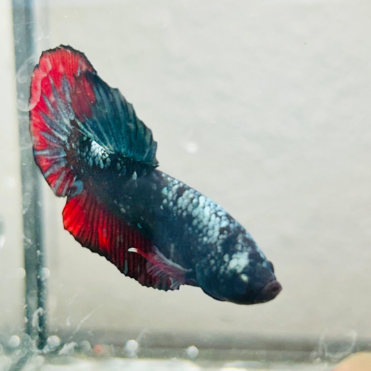 Plakat Copper Avarta Male Betta - 140