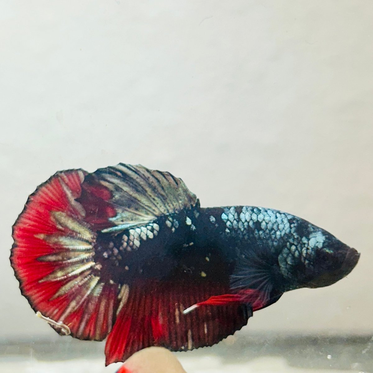 Plakat Copper Avarta Male Betta - 140