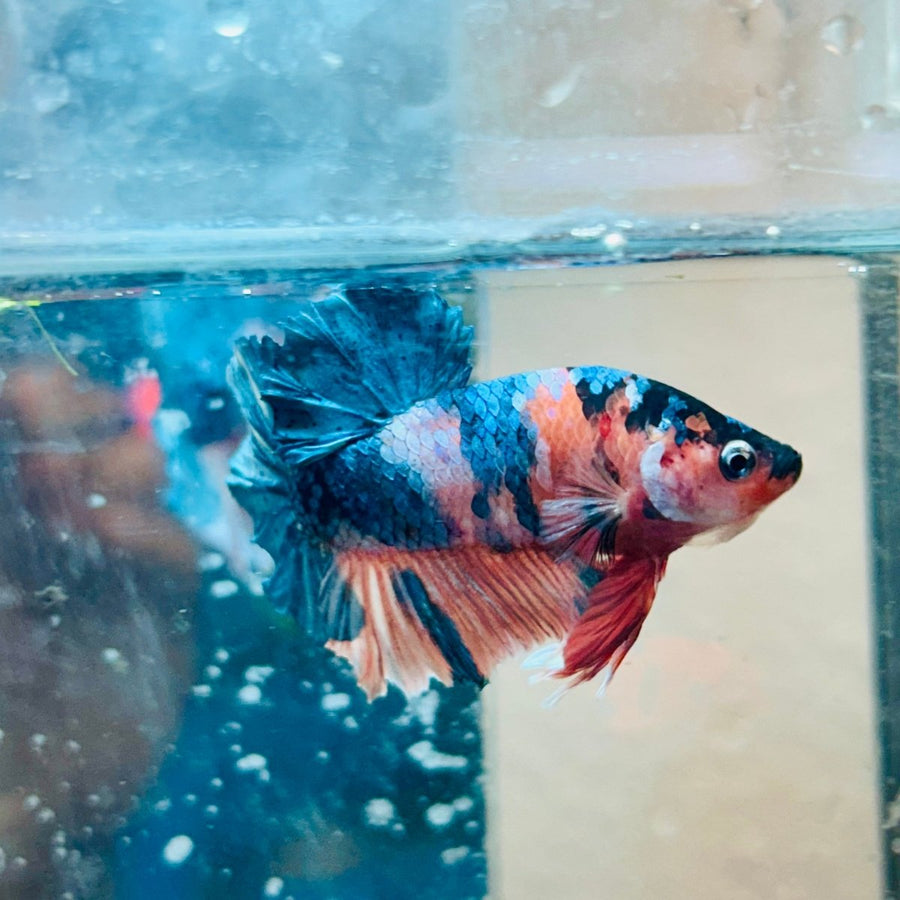 Plakat Copper Candy Male Betta 150 Male betta