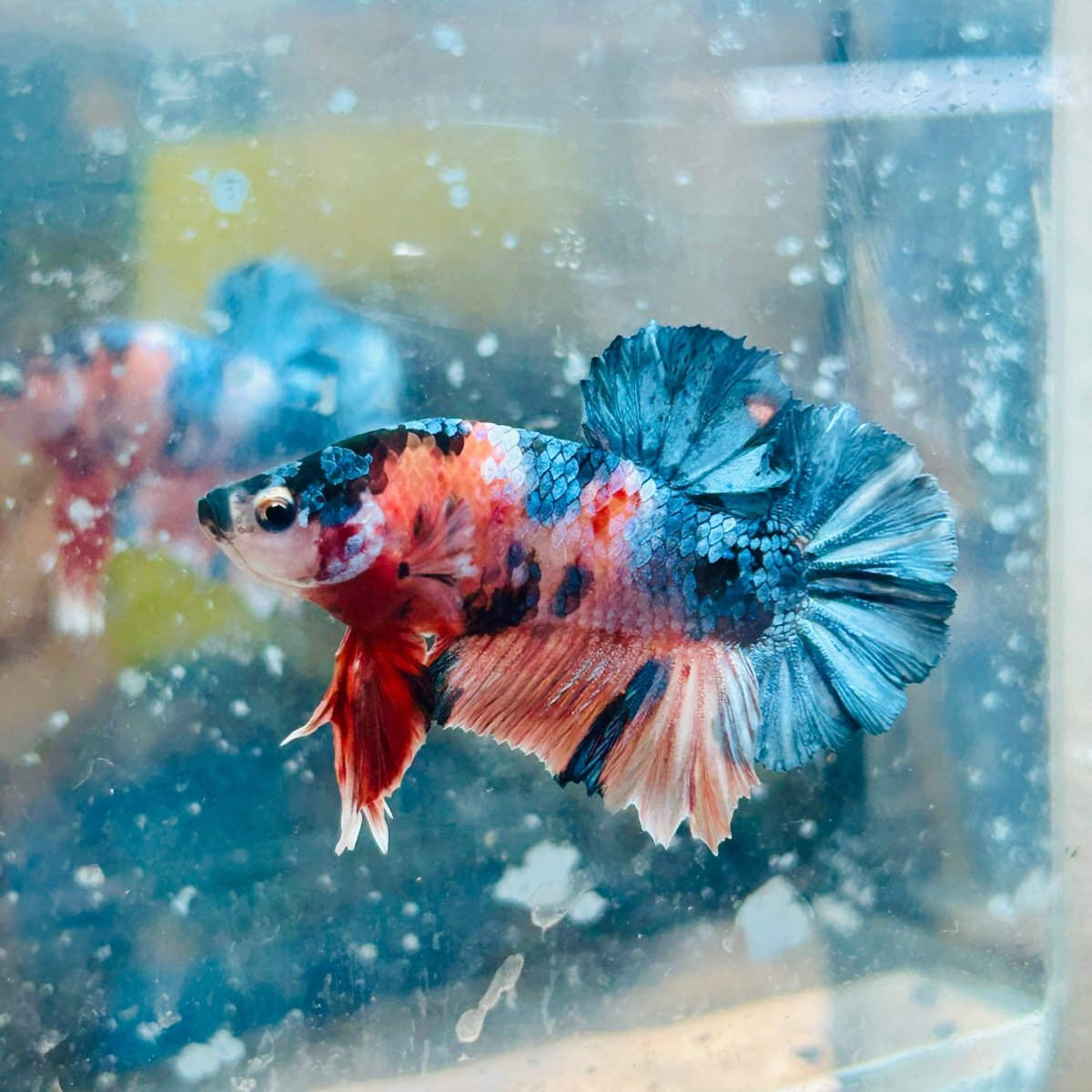 Plakat Copper Candy Male Betta #150