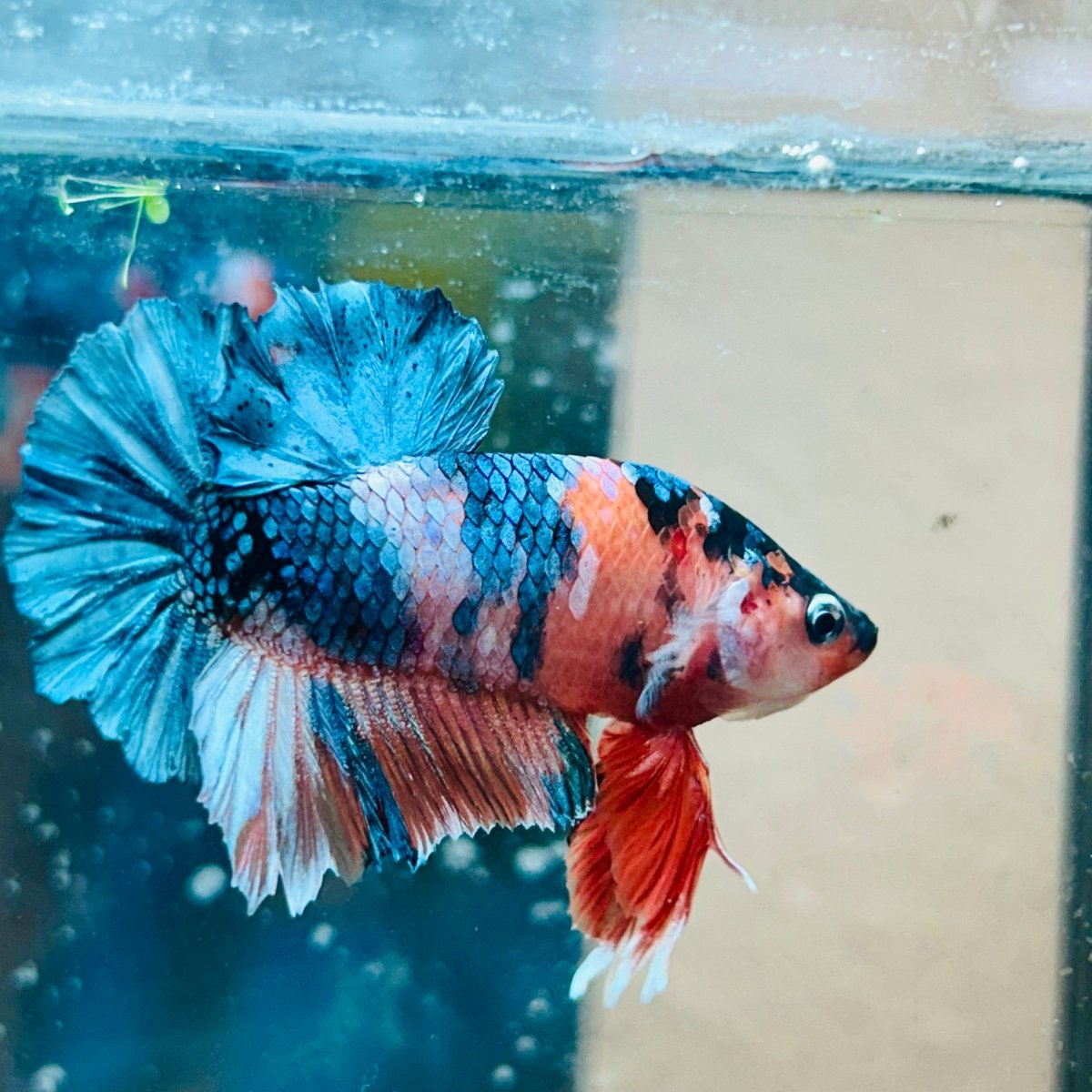 Plakat Copper Candy Male Betta #150