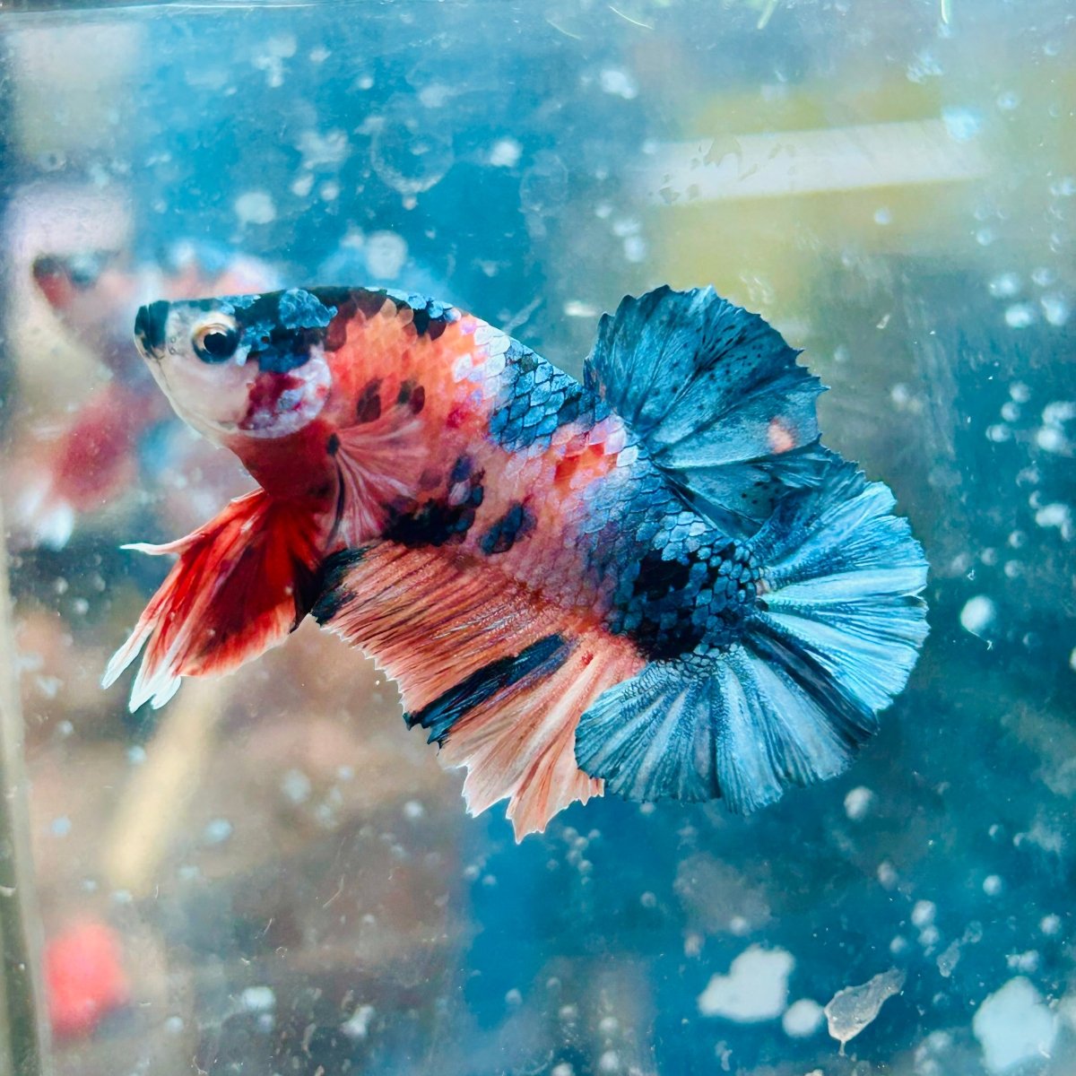 Plakat Copper Candy Male Betta #150