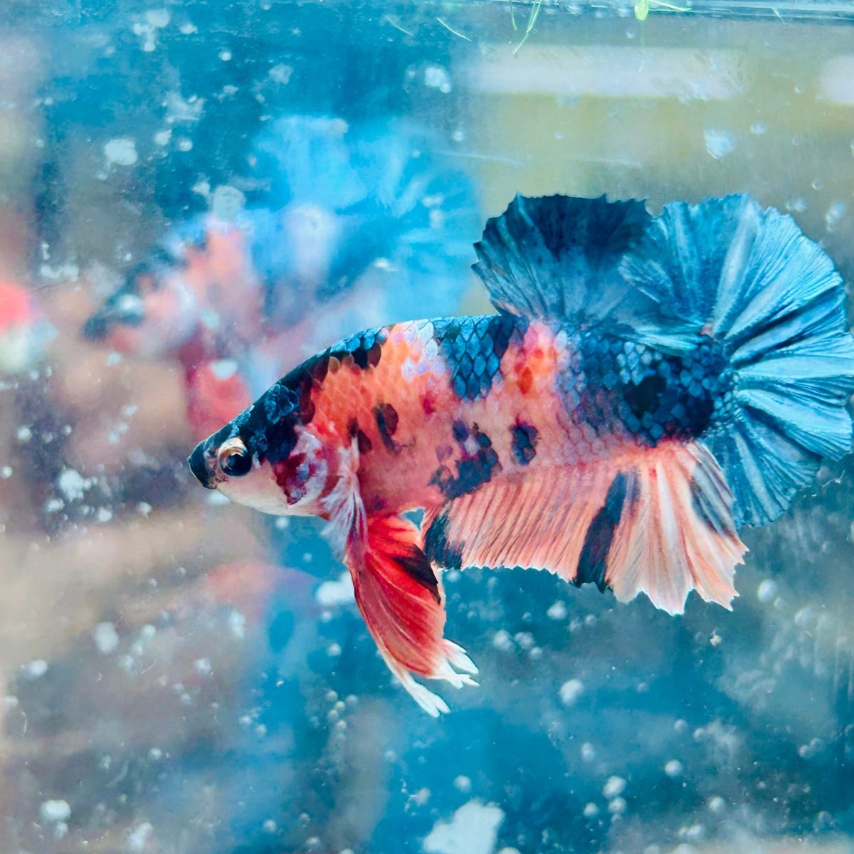 Plakat Copper Candy Male Betta #150