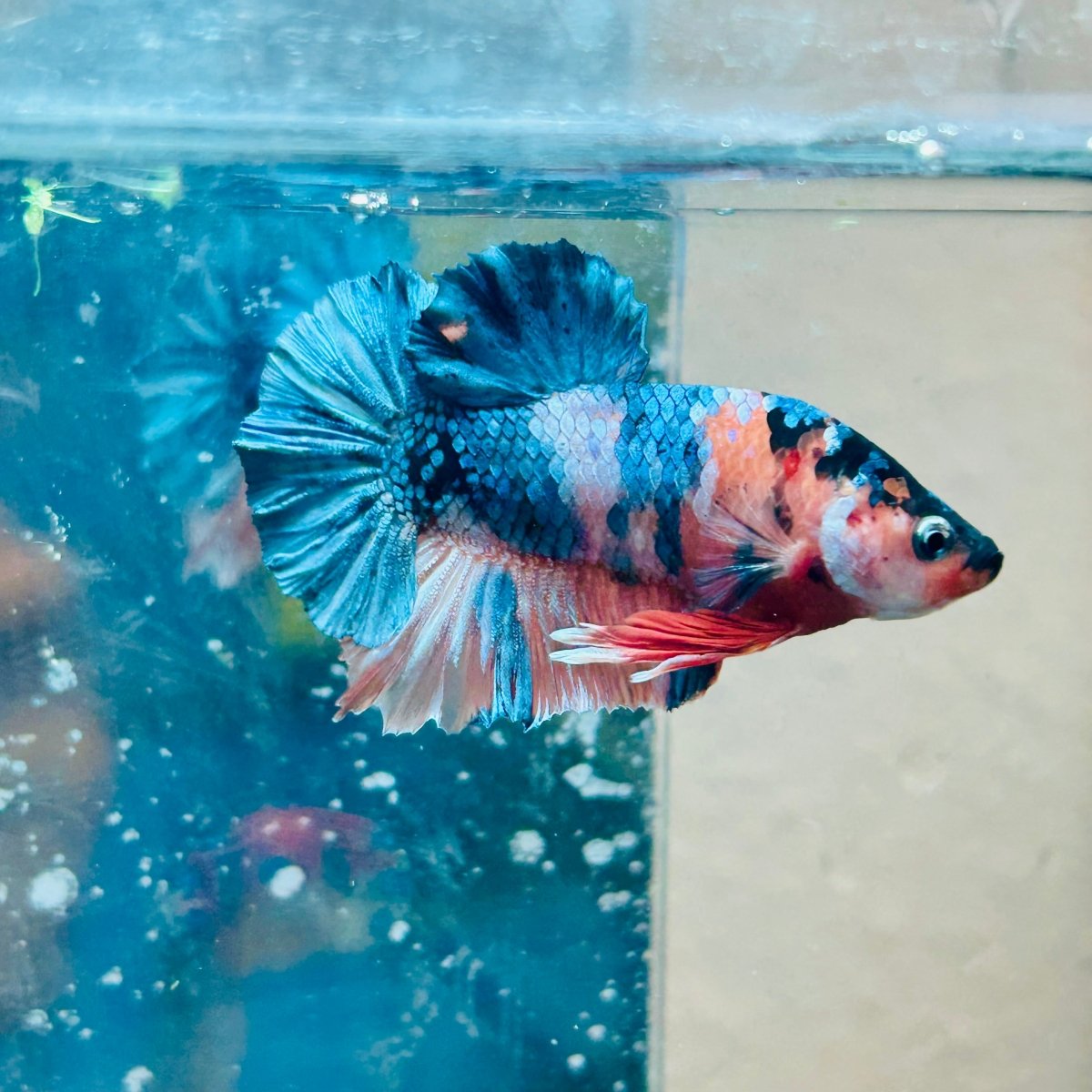 Plakat Copper Candy Male Betta #150