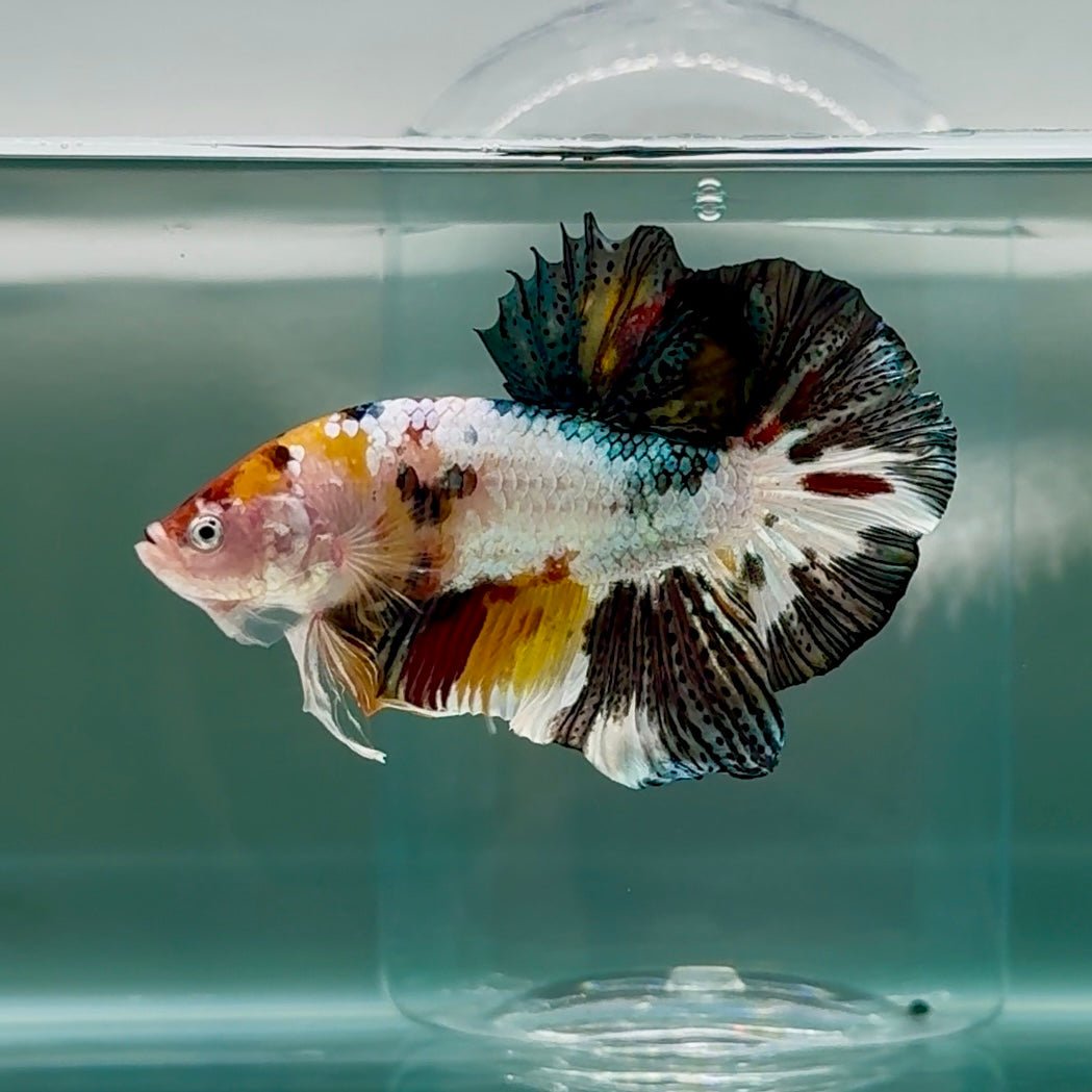 Plakat Copper Koi Multicolor Male Betta Giant #Au03