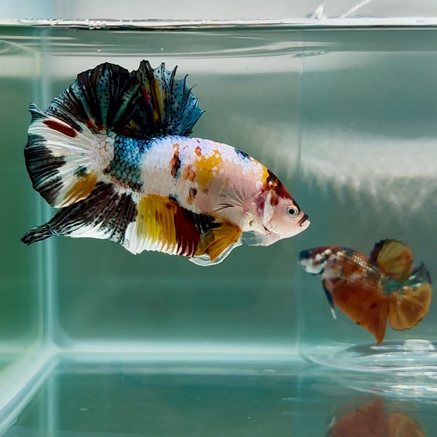 Plakat Copper Koi Multicolor Male Betta Giant Au03 Male betta