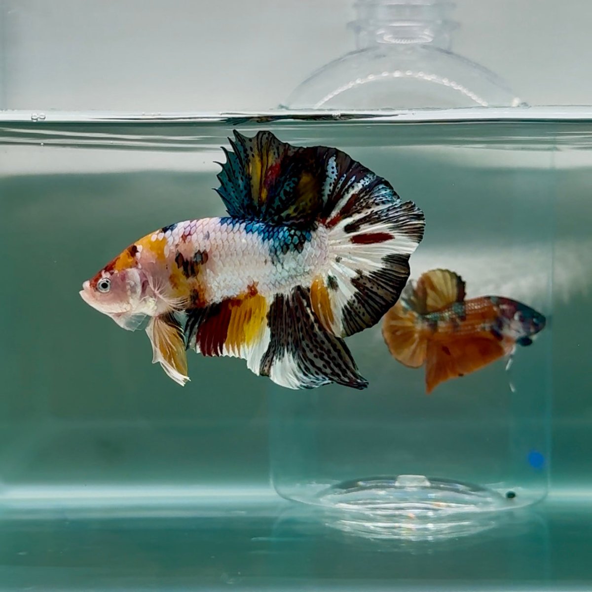 Plakat Copper Koi Multicolor Male Betta Giant #Au03