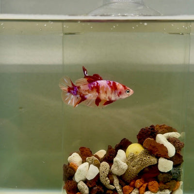 Plakat Doubletail Koi Multicolor Female Betta J22