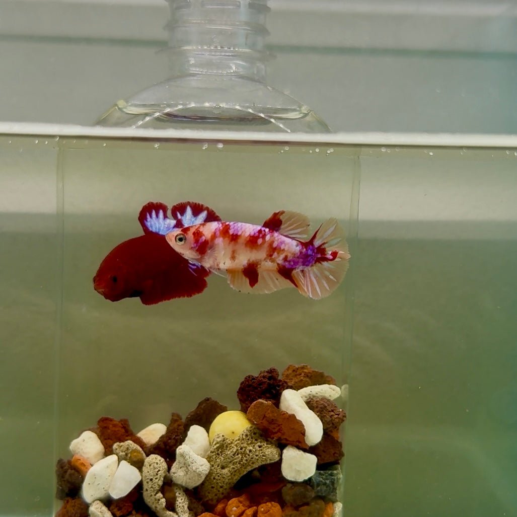 Plakat Doubletail Koi Multicolor Female Betta J22