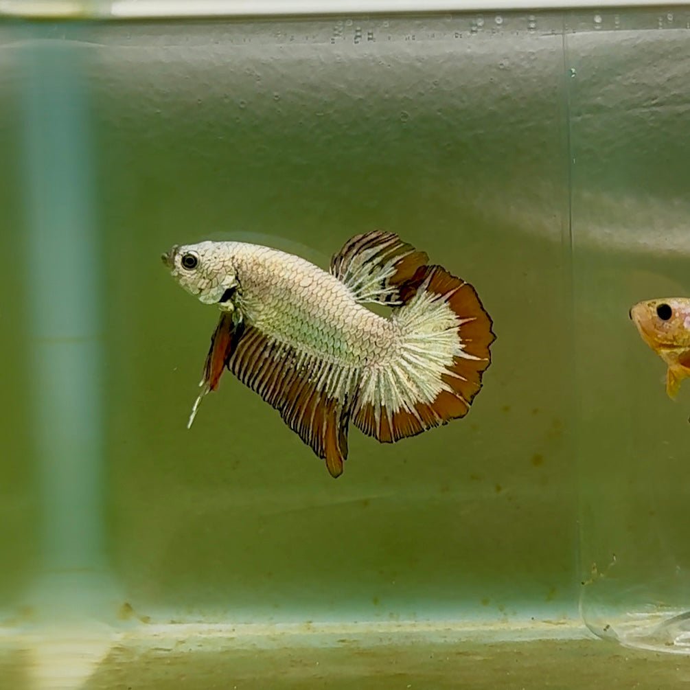 Pez Betta macho Plakat Red Galaxy #Au95